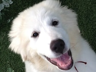 「ウソでしょ…」犬系YouTuber、愛犬が「天国に旅立ちました」「突然のことで受け入れられていません」