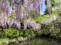 好きな「藤の名所」ランキング！ 奈良県「春日大社 神苑・萬葉植物園」を抑えた1位は？