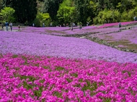 好きな「芝桜の名所」ランキング！ 兵庫県の「花のじゅうたん」を抑えた1位は？