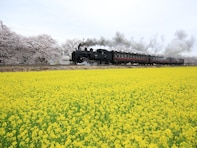 好きな「菜の花の名所」ランキング！ 栃木県の「SL・桜・菜の花街道」を抑えた1位は？