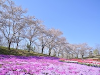 東北地方の「ゴールデンウイークに行きたい花畑」ランキング！ 2位「国営みちのく杜の湖畔公園」、1位は？