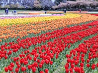 近畿地方の「ゴールデンウイークに行きたい花畑」ランキング！ 2位「なばなの里」を抑えた1位は？