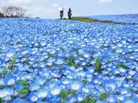 九州・沖縄地方の「ゴールデンウイークに行きたい花畑」ランキング！ 2位「海の中道海浜公園」、1位は？