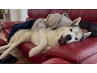 犬系YouTubeチャンネル、『動画投稿終了のお知らせ』に「飼い主の鑑」「素晴らしいエンディング」の声
