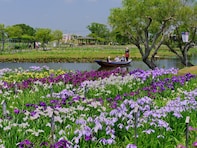 好きな「あやめ・花菖蒲の名所」ランキング！ 「皇居東御苑」「水郷佐原あやめパーク」を抑えた1位は？