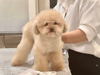「ぬいぐるみじゃん」YouTuberの『変わりきった愛犬の姿』に反響！ 「やはりプロの技って凄いですね」