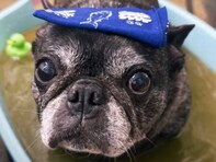 「みんな幸せそう」浜崎あゆみ、保護犬の入浴ショット公開「いい湯だなぁって聞こえてくる」「可愛すぎる」