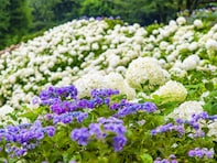 東京都で人気の「あじさいの名所」ランキング！ 2位「東京サマーランド」を1票差で抑えた1位は？
