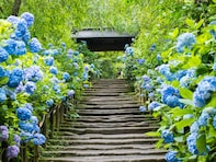 神奈川県で人気の「あじさいの名所」ランキング！ 2位「明月院」を抑えた1位は？
