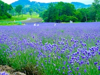 夏に行きたい「関東地方のラベンダーの名所」ランキング！ 2位は「たんばらラベンダーパーク」、1位は？