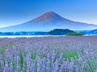 夏に行きたい「甲信越地方のラベンダーの名所」ランキング！ 2位は「大石公園」、1位は？
