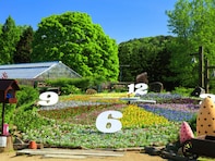 夏に行きたい「西日本のラベンダーの名所」ランキング！ 2位は「香山ラベンダーの丘」、1位は？