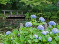 岐阜県の「あじさいの名所」ランキング！ 2位「あじさいロード（関市板取）」を抑えた1位は？