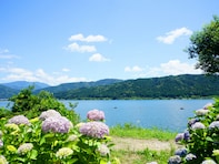滋賀県の「あじさいの名所」ランキング！ 2位は「余呉湖あじさい園」、1位は？