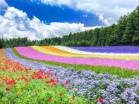 初夏に行きたい「北海道の新緑が美しいスポット」ランキング！ 2位は「ファーム富田」、1位は？