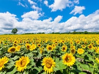 夏に行きたい「千葉県のひまわりの名所」ランキング！ 2位「ふなばしアンデルセン公園」、1位は？