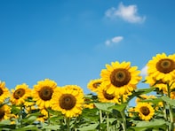 夏に行きたい「栃木県のひまわりの名所」ランキング！ 2位「那須ハートフルファーム 愛込ひまわり畑」、1位は？