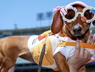 大谷翔平のデコピンは不在？ ドジャースファンの愛犬大集合！ 「みんないい顔してるねぇ〜」「可愛い」
