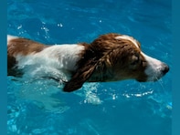 「もうすっかり犬アカやんけw」大谷翔平、デコピンの泳ぐ姿を披露「デカくなったね」「まじで賢そう」