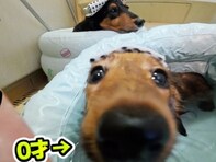 人気YouTuberの『お風呂が好きすぎる犬』に反響！ 「こんなにおとなしいダックス本当に見たことない」