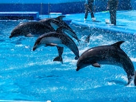 好き＆行ってみたい「北陸の水族館」ランキング！ 2位「マリンピア日本海」、1位は？【2025年調査】