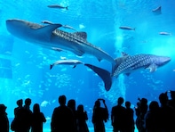 「子ども連れで行きたい水族館」ランキング！ 2位「沖縄美ら海水族館」を抑えた1位は？ 【2025年調査】