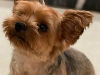 「涙で言葉になりません」浜崎あゆみ、亡き愛犬へメッセージ。「寂しいよ」「ママのスーパーベイビーだよ」