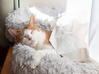 知ればもっと猫が愛おしい！ クスッと笑えてためになる、猫好きのための「猫造語」10選