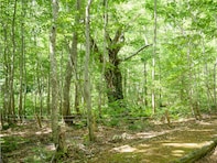 好き＆行ってみたい「秋田県の森林浴スポット」ランキング！ 2位「白神山地岳岱」を抑えた1位は？【2025年調査】