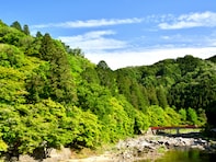 好き＆行ってみたい「愛知県の森林浴スポット」ランキング！ 2位「香嵐渓」を抑えた1位は？【2025年調査】