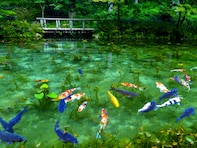 好き＆行ってみたい「岐阜県の森林浴スポット」ランキング！ 2位「モネの池」を抑えた1位は？【2025年調査】