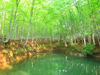 好き＆行ってみたい「新潟県の森林浴スポット」ランキング！ 2位「美人林」を抑えた1位は？【2025年調査】