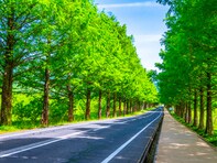 好き＆行ってみたい「滋賀県の森林浴スポット」ランキング！ 2位「マキノ高原メタセコイア並木」を抑えた1位は？【2025年調査】