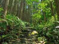 好き＆行ってみたい「三重県の森林浴スポット」ランキング！ 2位「熊野古道伊勢路」を抑えた1位は？【2025年調査】