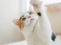 ナデナデを急に拒否するその心は？ 知れば知るほど愛猫と仲良くなれる「15の雑学」