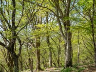 好き&行ってみたい「佐賀県の森林浴スポット」ランキング！ 2位「広川原キャンプ場周辺森林」、1位は？