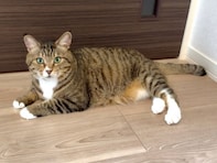 「泣いちゃいました」愛猫家YouTuber、『病気が見つかりました』と報告。「心が裂けそうです」「がんばれ！」