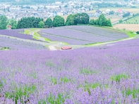 「老後を過ごしたい」都道府県ランキング！ 2位「北海道」を4票差で抑えた、1位は？