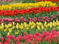 四国エリアの住民が選んだ「住みここちのいい自治体」ランキング！ 2位「徳島県 板野郡北島町」、1位は？