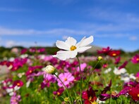 好き＆行ってみたい「中部地方のコスモスの名所」ランキング！ 2位「愛・地球博記念公園 コスモス畑」を3票差で抑えた1位は？