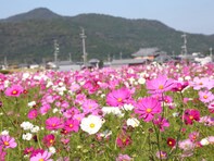 好き＆行ってみたい「近畿地方のコスモスの名所」ランキング！ 2位「夢コスモス園」を大差で抑えた1位は？