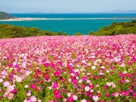 好き＆行ってみたい「九州・沖縄地方のコスモスの名所」ランキング！ 2位「のこのしまアイランドパーク」、では1位は？