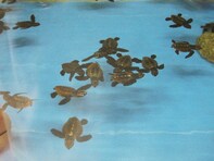 お土産が充実していると思う「三重県の道の駅」ランキング！ 2位「紀宝町ウミガメ公園」を抑えた1位は？【2025年調査】