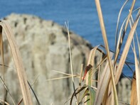 秋に行きたい「福井県の温泉地」ランキング！ 2位「東尋坊三国温泉」を抑えた1位は？【2025年調査】