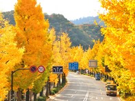 秋に行きたい「東京都の絶景ドライブスポット」ランキング！ 「高尾街道」を抑えた1位は？