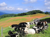 秋に行きたい「埼玉県の絶景ドライブスポット」ランキング！ 「秩父高原牧場周辺ルート」を抑えた1位は？