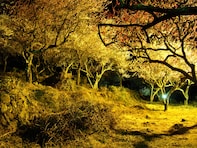 夜景が美しいと思う「神奈川県の温泉地」ランキング！ 2位「湯河原温泉」を抑えた1位は？【2025年調査】