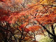 秋に行きたい「大阪府の絶景ドライブスポット」ランキング！ 2位「妙見山スカイライン」、1位は？