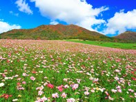秋に行きたい「岡山県の絶景ドライブスポット」ランキング！ 2位「蒜山高原周辺ルート」、1位は？