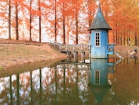 好き＆行ってみたい「埼玉県の紅葉スポット」ランキング！ 2位「あけぼの子どもの森公園」を抑えた1位は？【2025年調査】